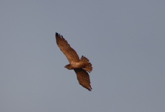 Circaetus gallicus