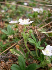 Potentilla saxifraga