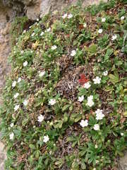 Potentilla saxifraga