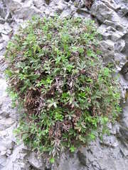 Potentilla saxifraga