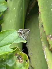 Cacyreus marshalli