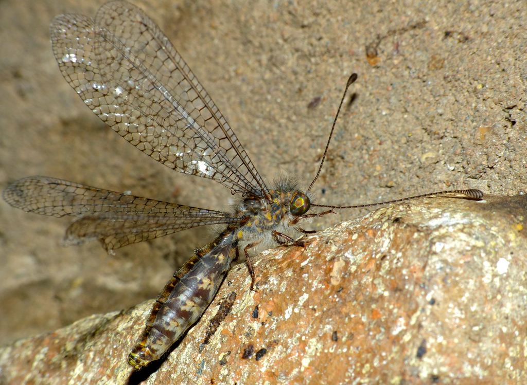 Mansellia