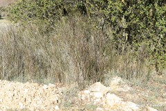 Chrysojasminum fruticans