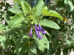 Iochroma cyaneum
