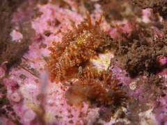 Eubranchus vittatus