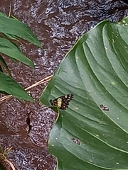 Catasticta teutila