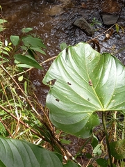 Catasticta teutila