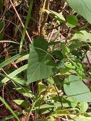 Catasticta teutila