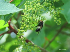 Volucella