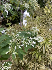 Euphorbia leucocephala