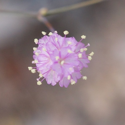 Slender spiderling (Boerhavia triquetra)