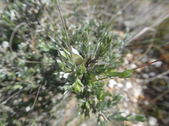 Amphithalea violacea