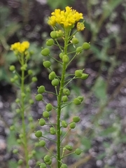 Neslia paniculata