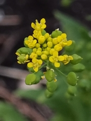 Neslia paniculata
