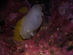 Cadlina laevis