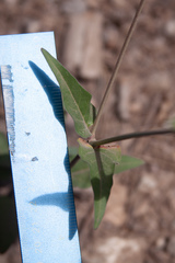 Mirabilis melanotricha