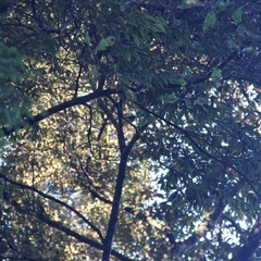 Abroscopus albogularis