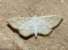 Scopula rufisalsa