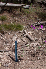 Mirabilis melanotricha