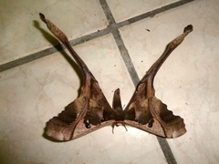 Copiopteryx sonthonnaxi
