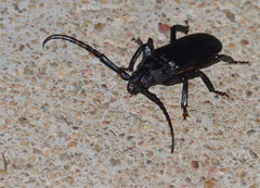 Aulacopus reticulatus
