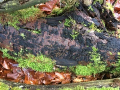 Melanamphora spinifera