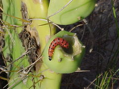 Cactoblastis cactorum