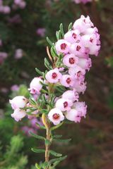 Erica caterviflora