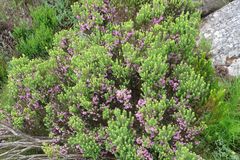 Erica caterviflora