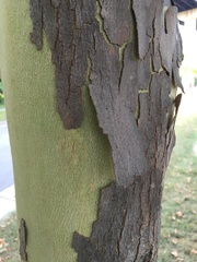 Magnoliopsida