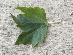 Magnoliopsida