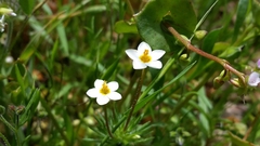 Leptosiphon jepsonii