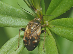 Polymerus microphthalmus