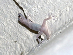 Ptyodactylus hasselquistii