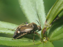 Polymerus microphthalmus
