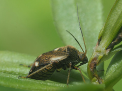 Polymerus microphthalmus
