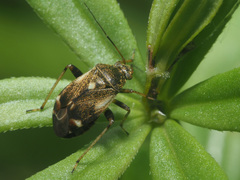 Polymerus microphthalmus