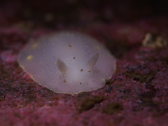 Cadlina laevis
