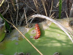 Cactoblastis cactorum