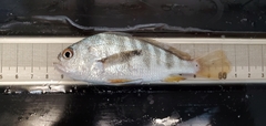 Larimus fasciatus
