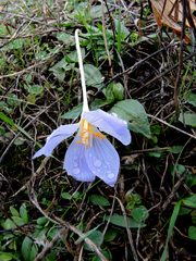 Crocus pulchellus