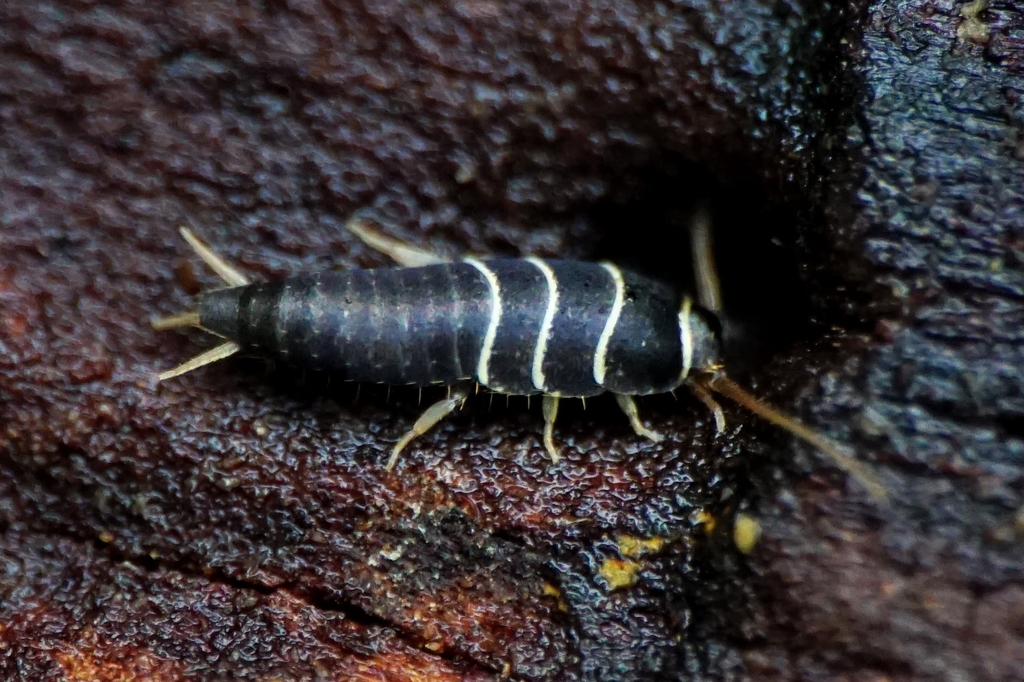 Lepisma chlorosoma