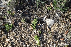 Helianthemum ledifolium