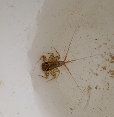 Maccaffertium modestum