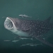 Whale Shark - Photo (c) Franca Wermuth, some rights reserved (CC BY-NC), uploaded by Franca Wermuth