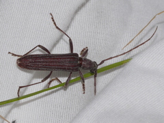 Aneflus levettei