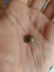 Rhipicephalus sanguineus