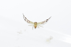 Misumenops maculissparsus