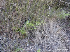 Chrysojasminum fruticans