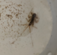 Maccaffertium modestum